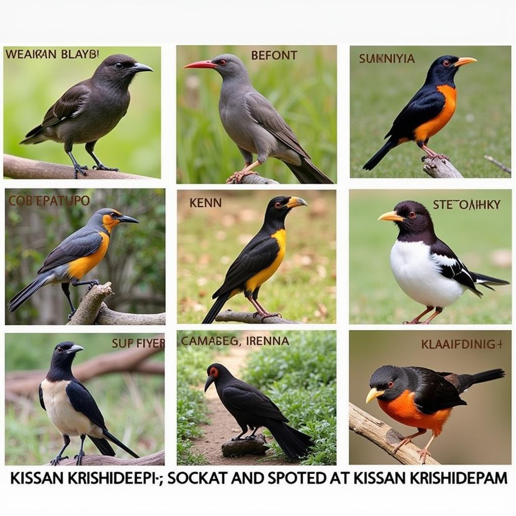 African Bird Species at Kissan Krishideepam