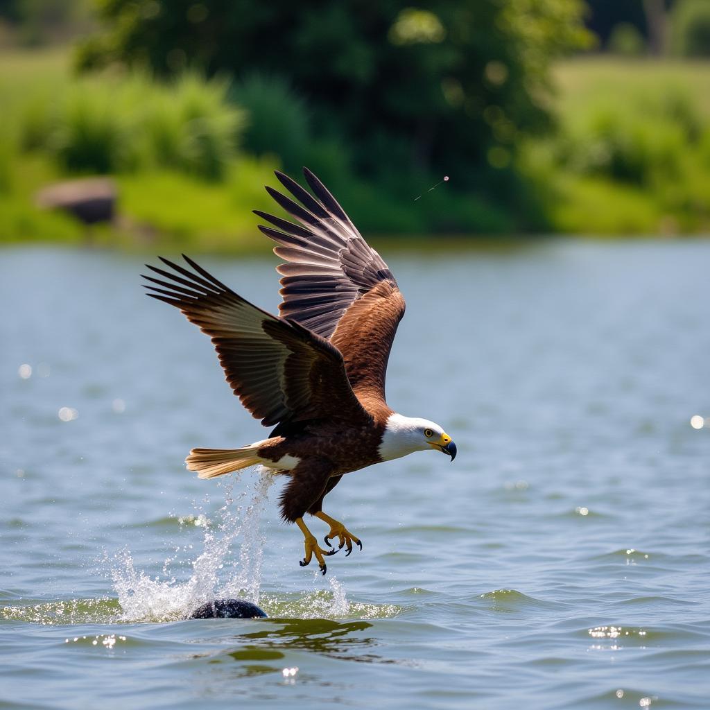 African Fish Eagle Hunting Fish