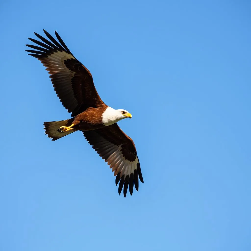 African Fish Eagle Soaring