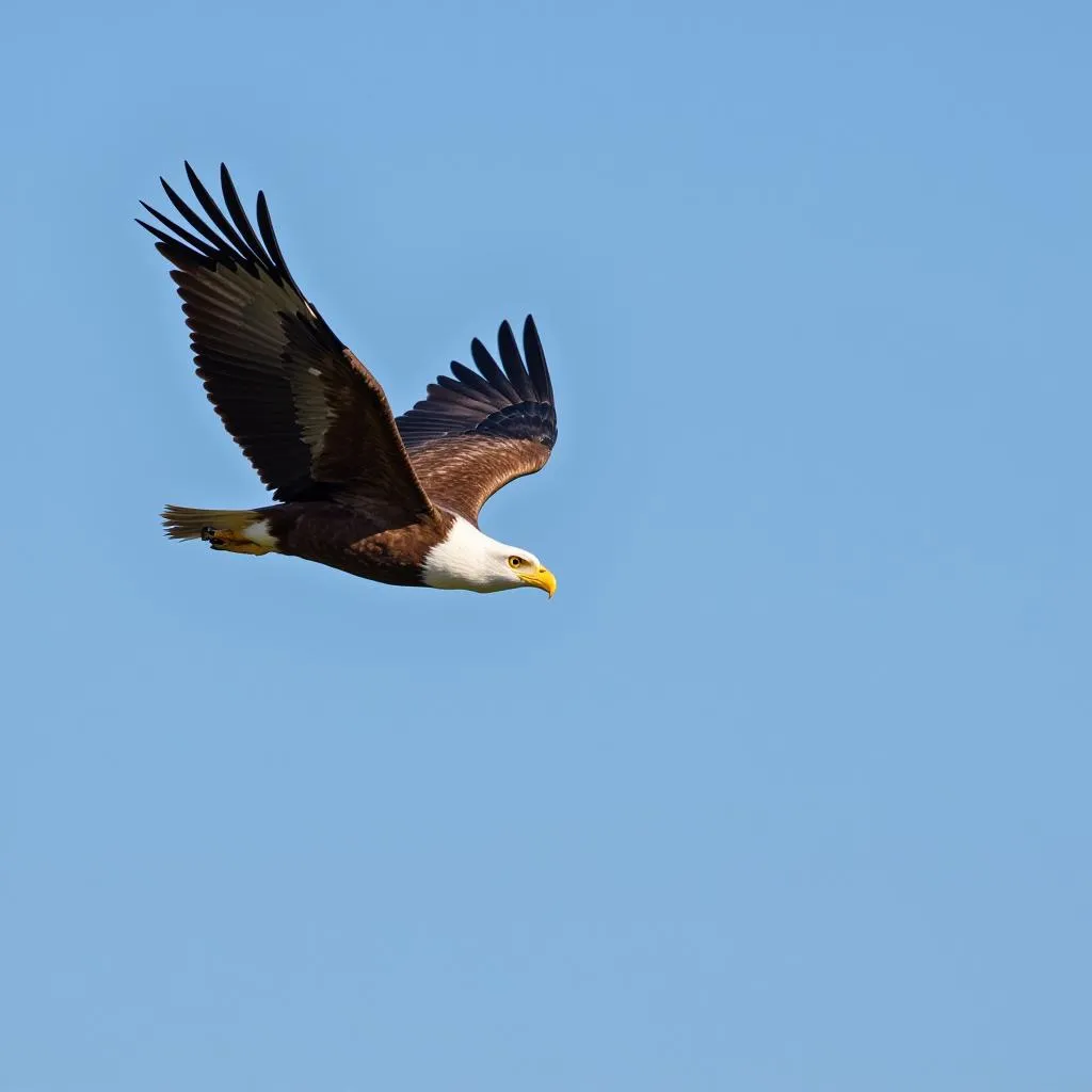 African Fish Eagle Soaring Above Water