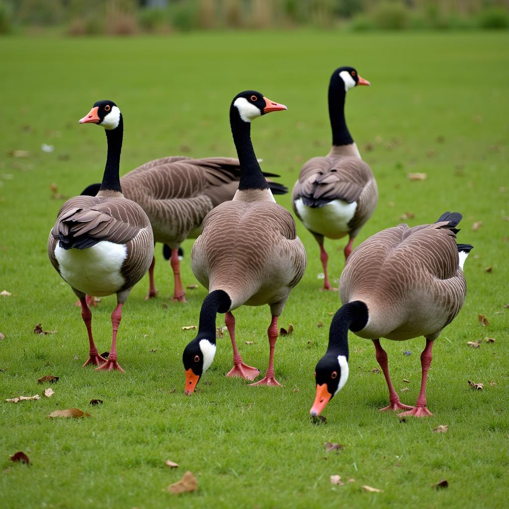 Flock of African Geese Grazing