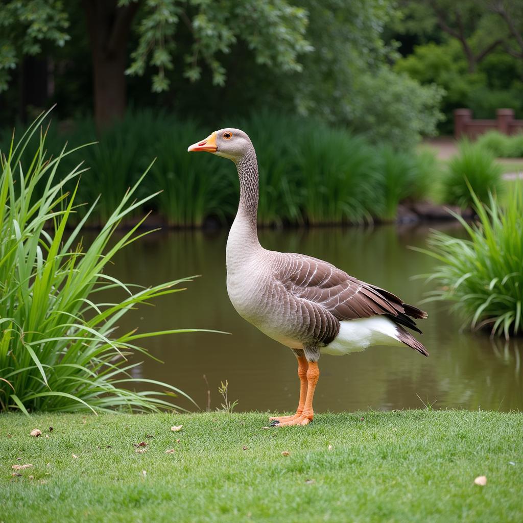 African Goose in its Natural Habitat