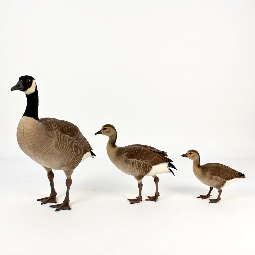 Different African Goose Species