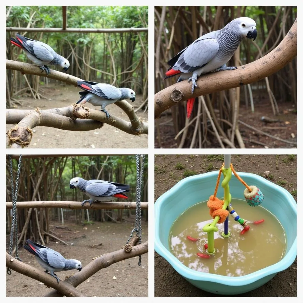 African Grey Aviary Enrichment Ideas