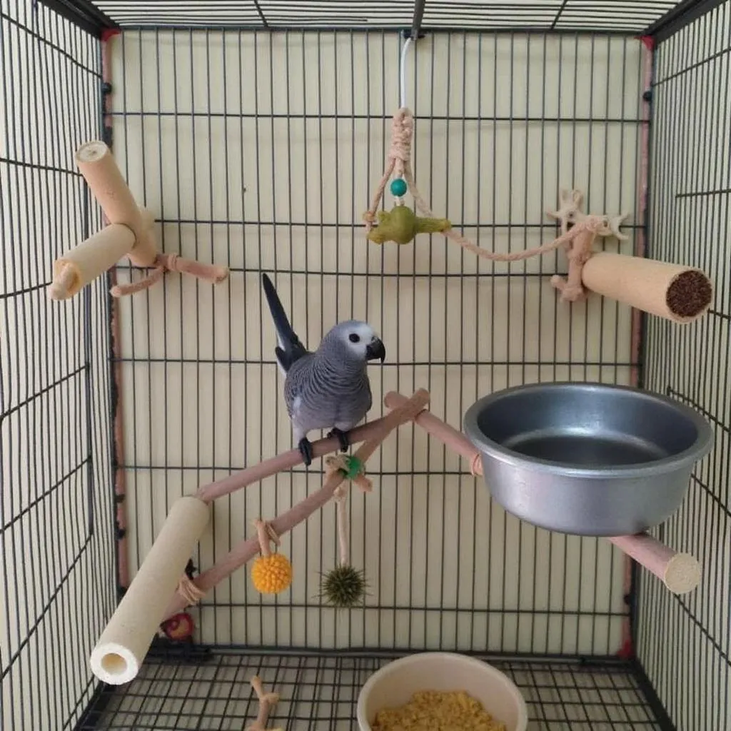 African Grey Bird Cage Interior with Toys and Perches