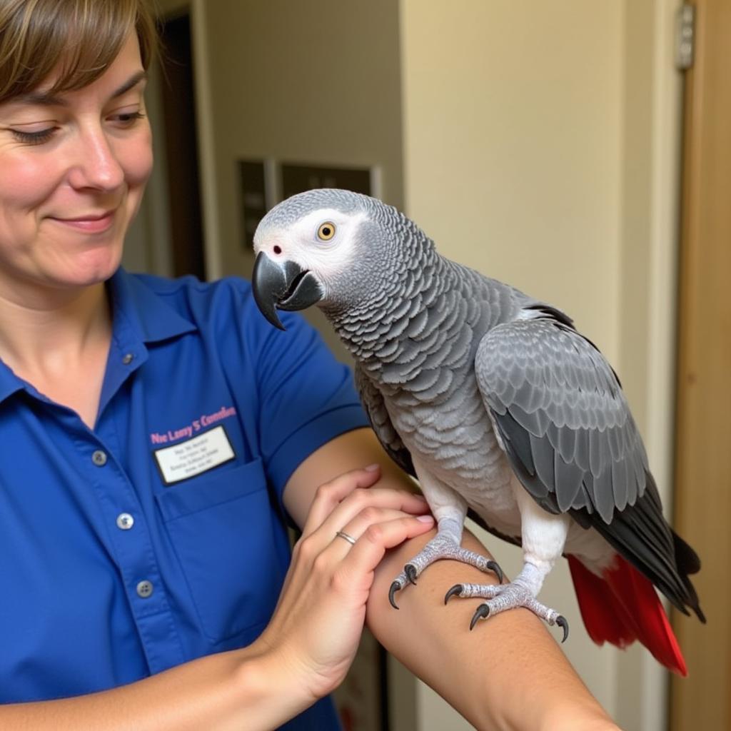 African Grey Parrot Interacting with Knowledgeable Staff