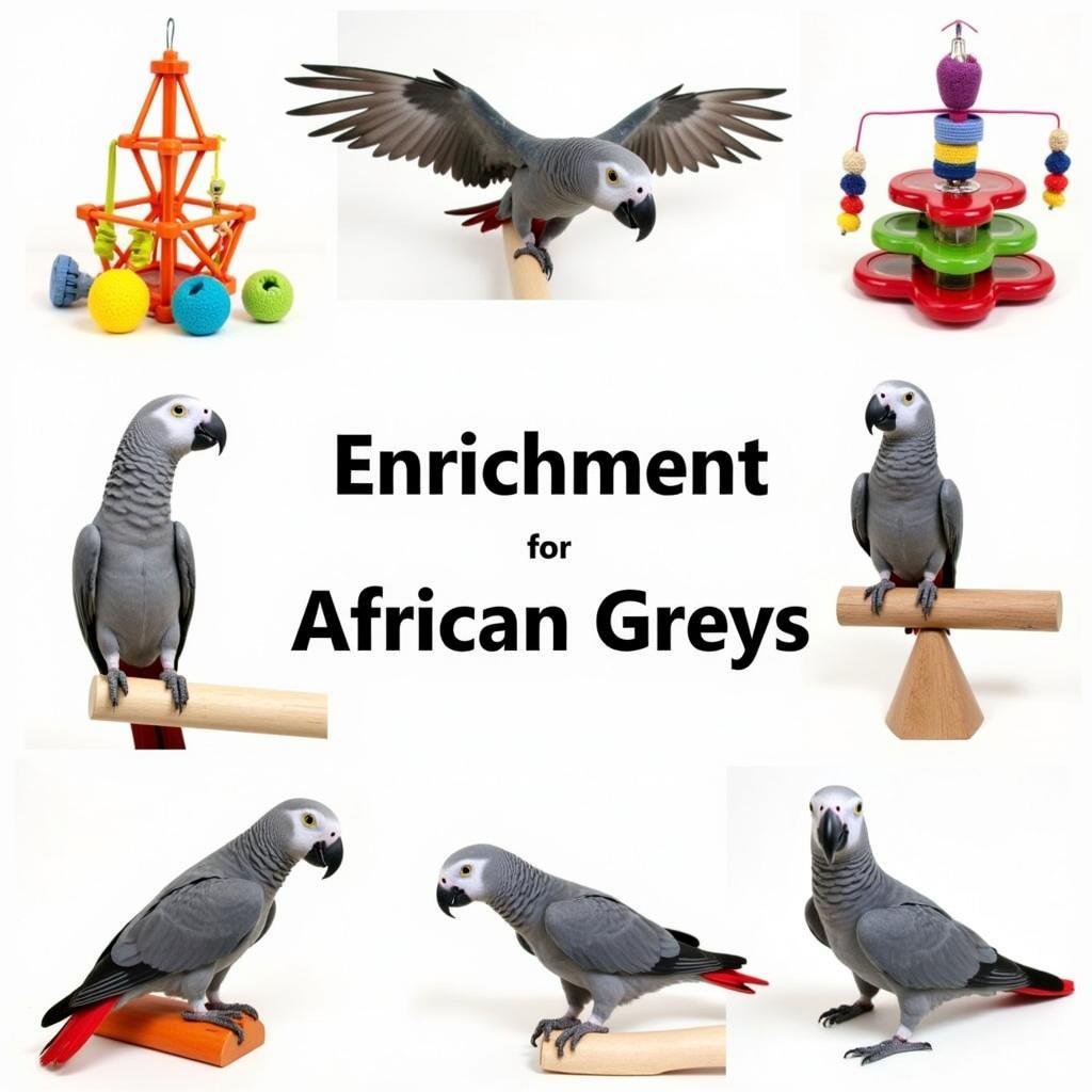 African Grey Parrot Toys and Enrichment