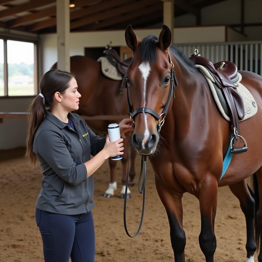 A horse owner applies insect repellent to their horse as a preventative measure against African horse sickness.