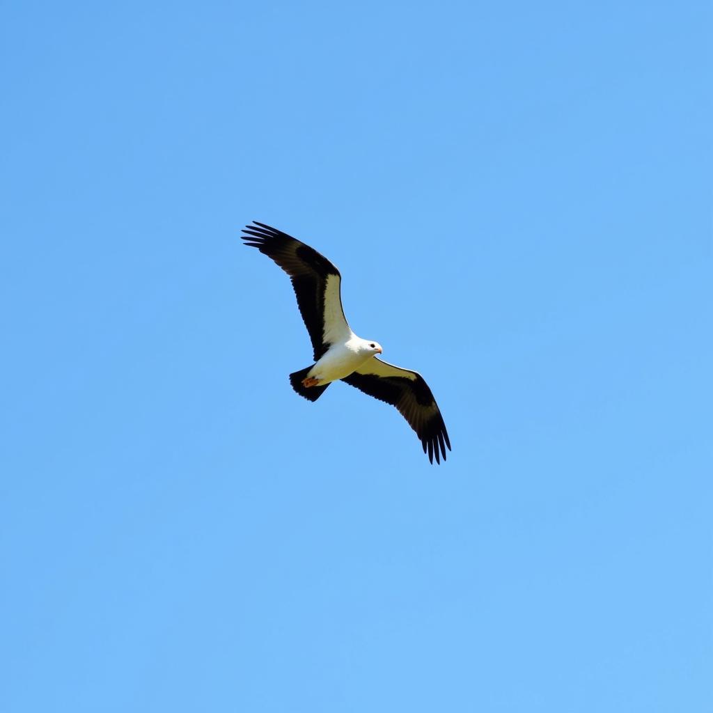 An African white-backed vulture soaring through the sky