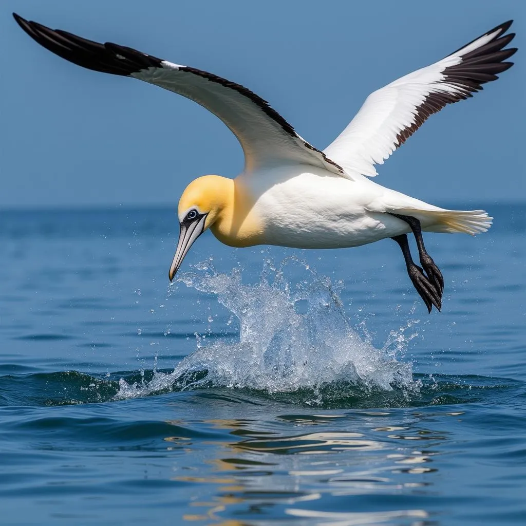 Cape Gannet Plunging into Ocean Depths