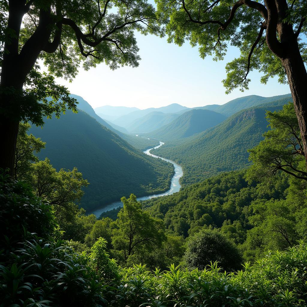 Dense Congo Basin Rainforest