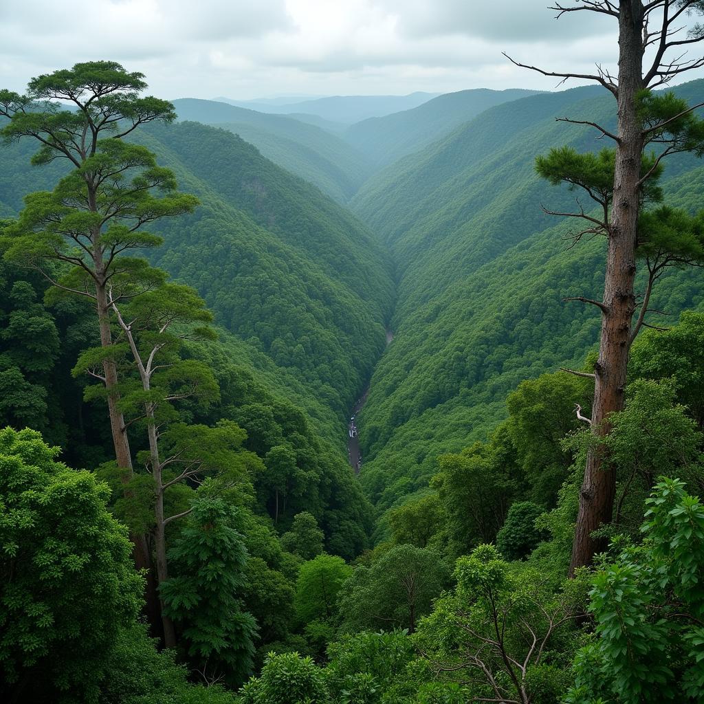 Congo Basin Rainforest