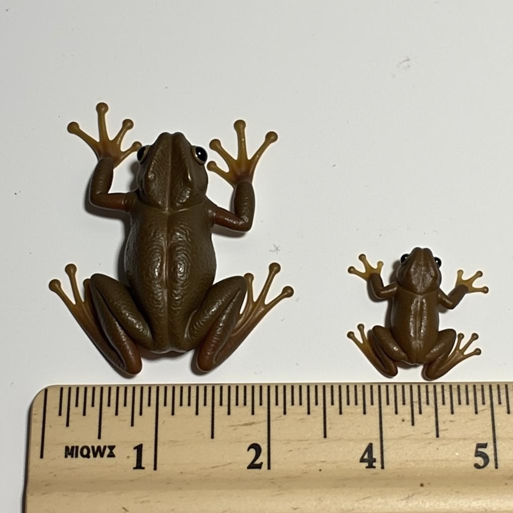 African Clawed Frog vs African Dwarf Frog: Size Comparison