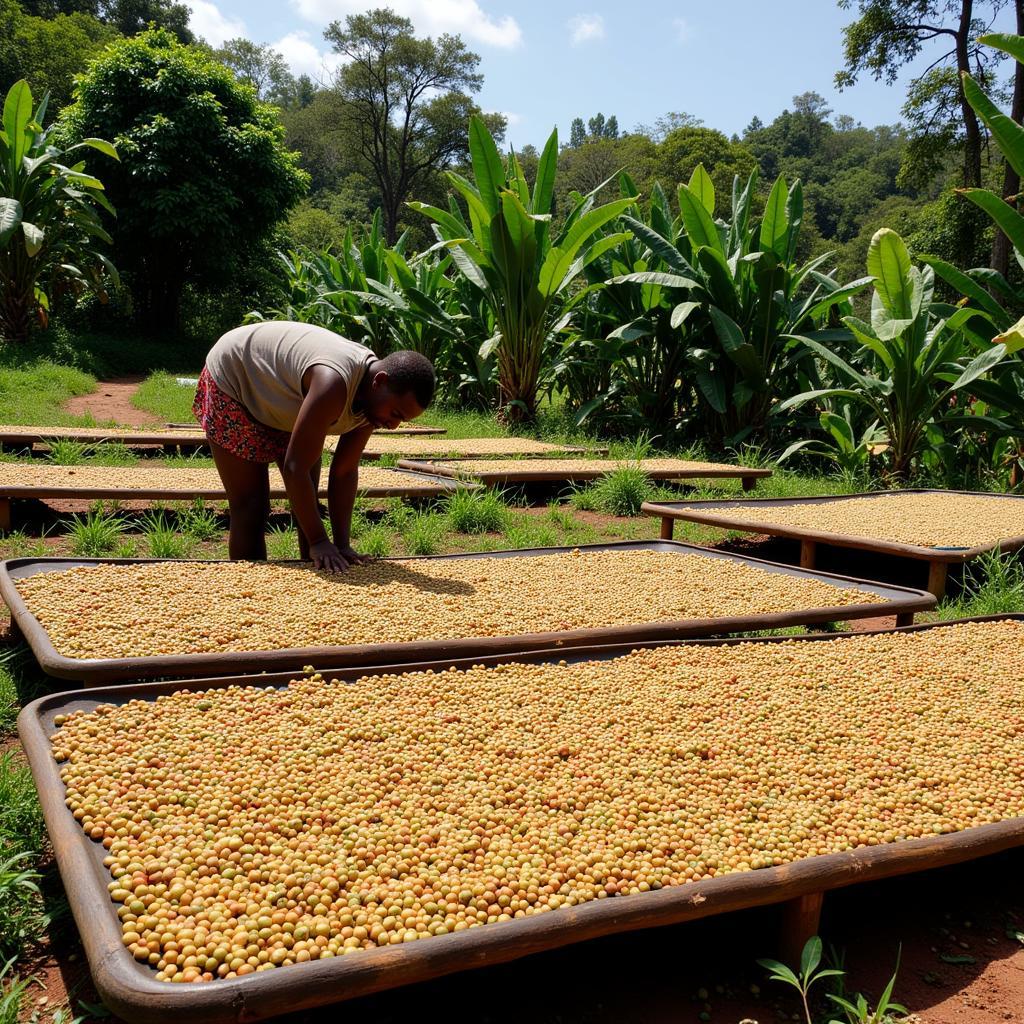 African Coffee Beans Drying in the Sun