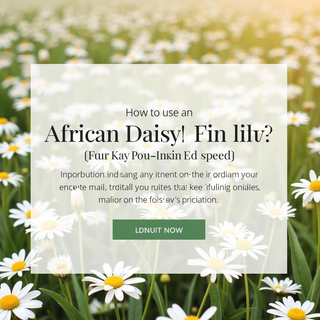 African Daisy Website Background on Shutterstock