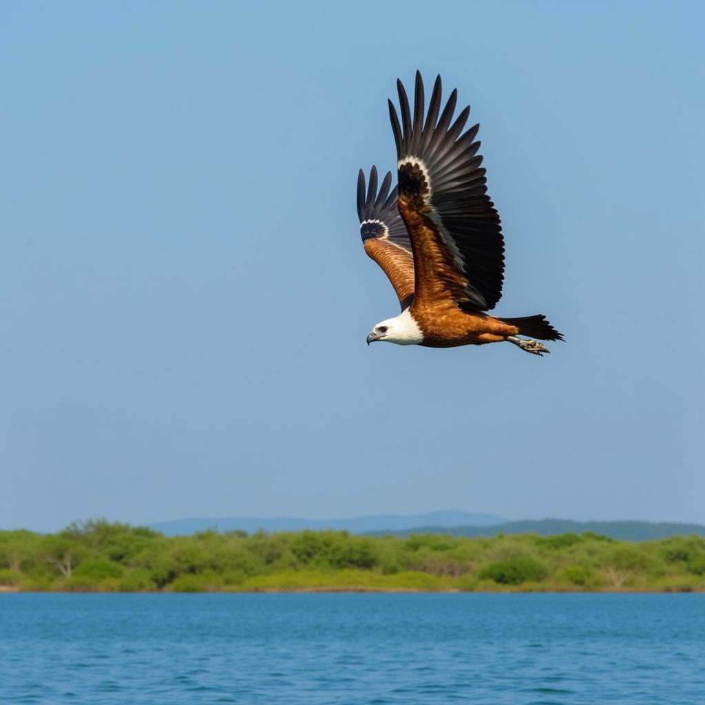 African fish eagle soaring above Lake Victoria, showcasing its impressive wingspan and distinctive white head.