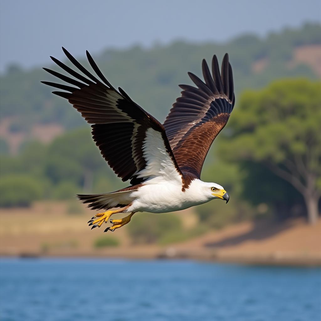 African Fish Eagle Soaring Above a Lake