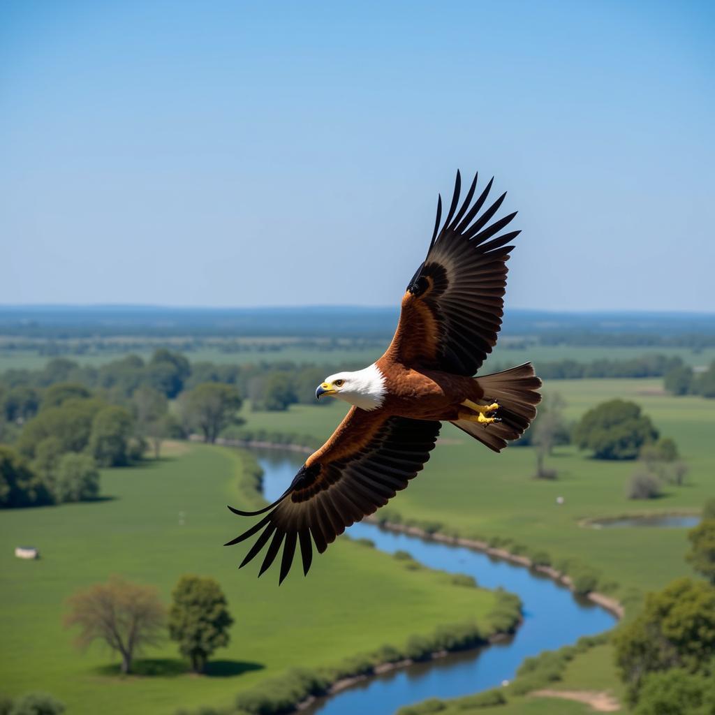 African Fish Eagle Soaring over Zambian Landscape