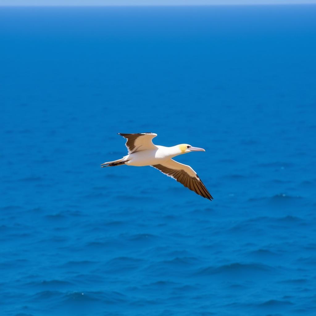 An African gannet soaring gracefully over the ocean