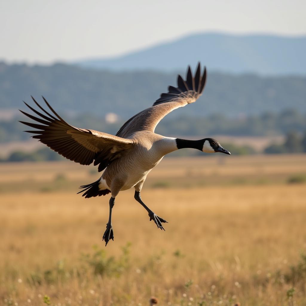 African Goose in Flight Showing Wingspan