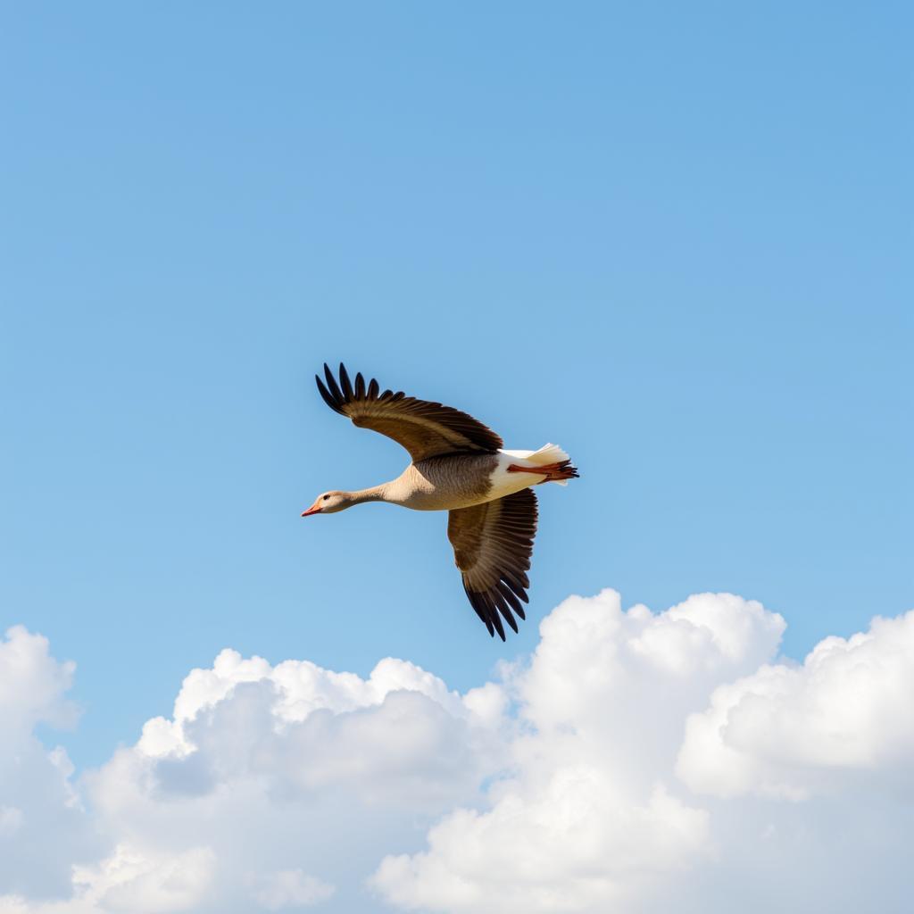 African Goose Wingspan in Flight