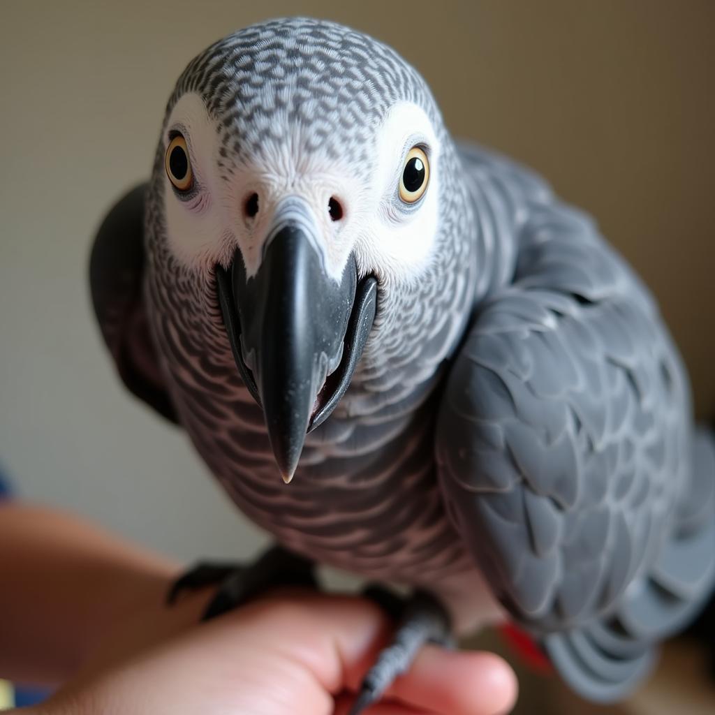 African Grey Parrot Interacting with Owner