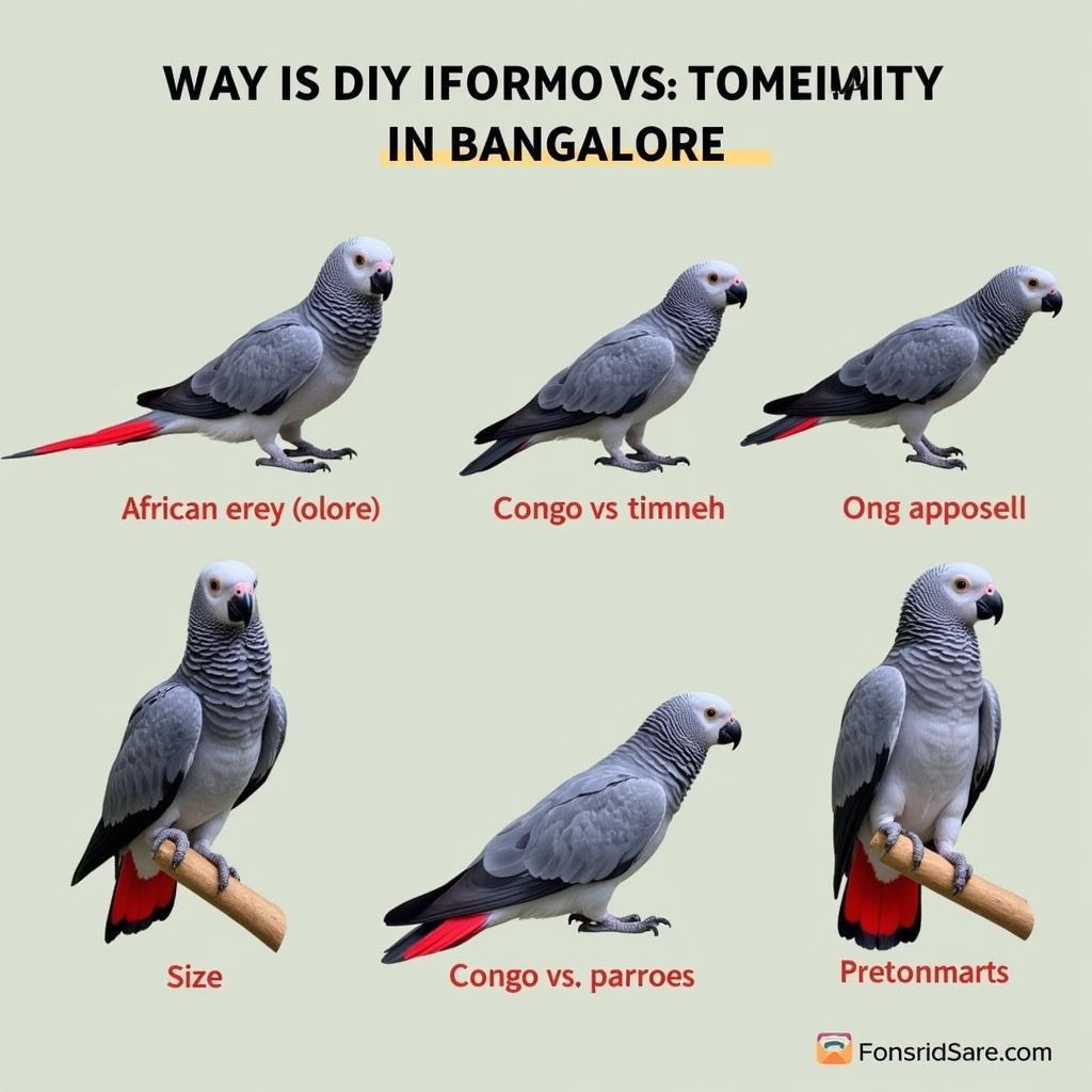 African Grey Parrot Price Variations in Bangalore