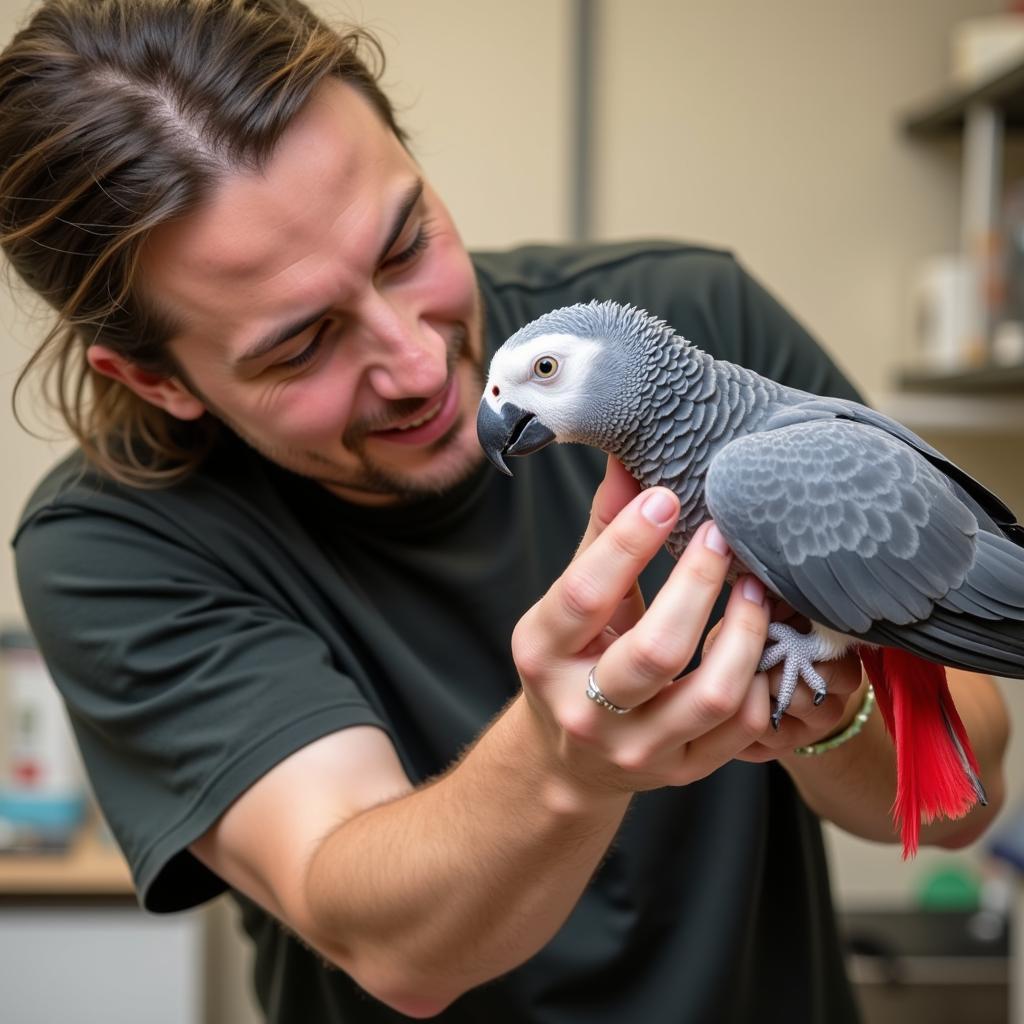 African Grey Parrot with Breeder