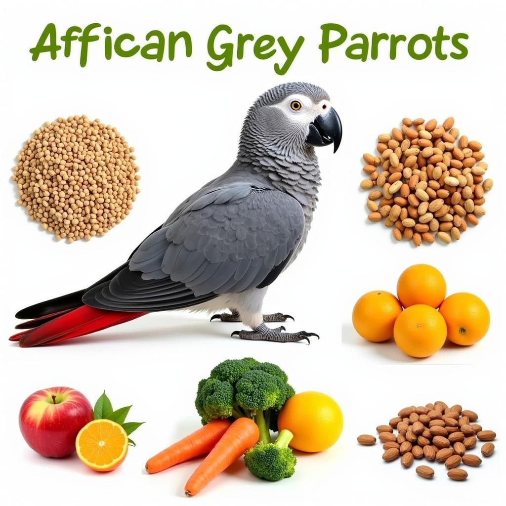 Healthy Diet for African Grey Parrot