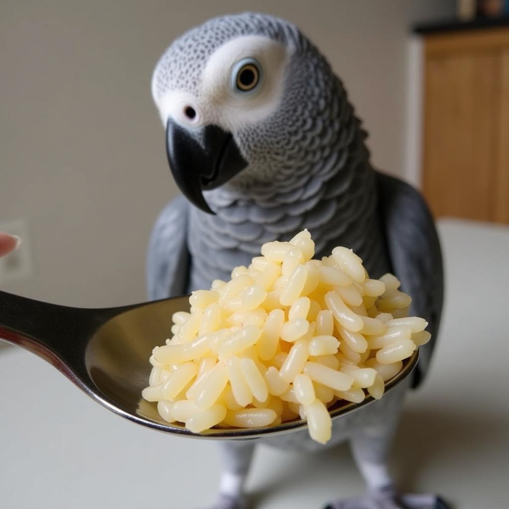 Measuring a Small Portion of Cooked Rice for an African Grey Parrot