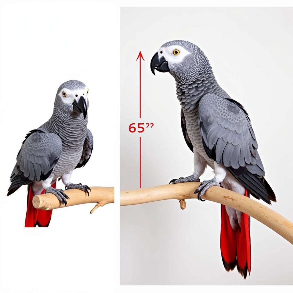 Measuring an African Grey Parrot's Length Correctly