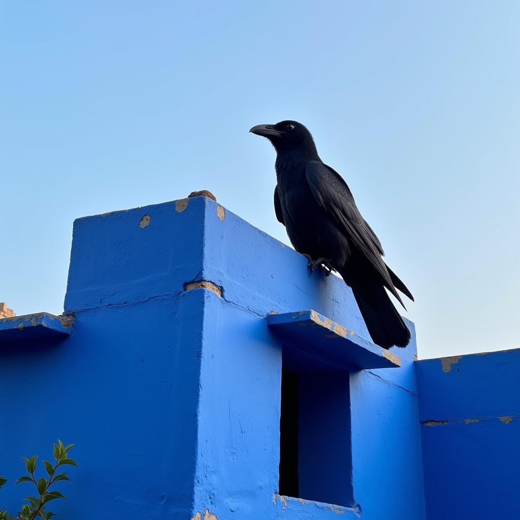 African Crow Perched on a Blue Building in Jodhpur