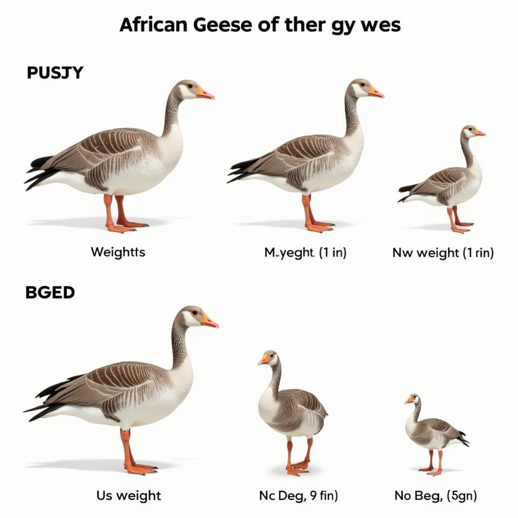 African Goose Weight Comparison Across Different Breeds