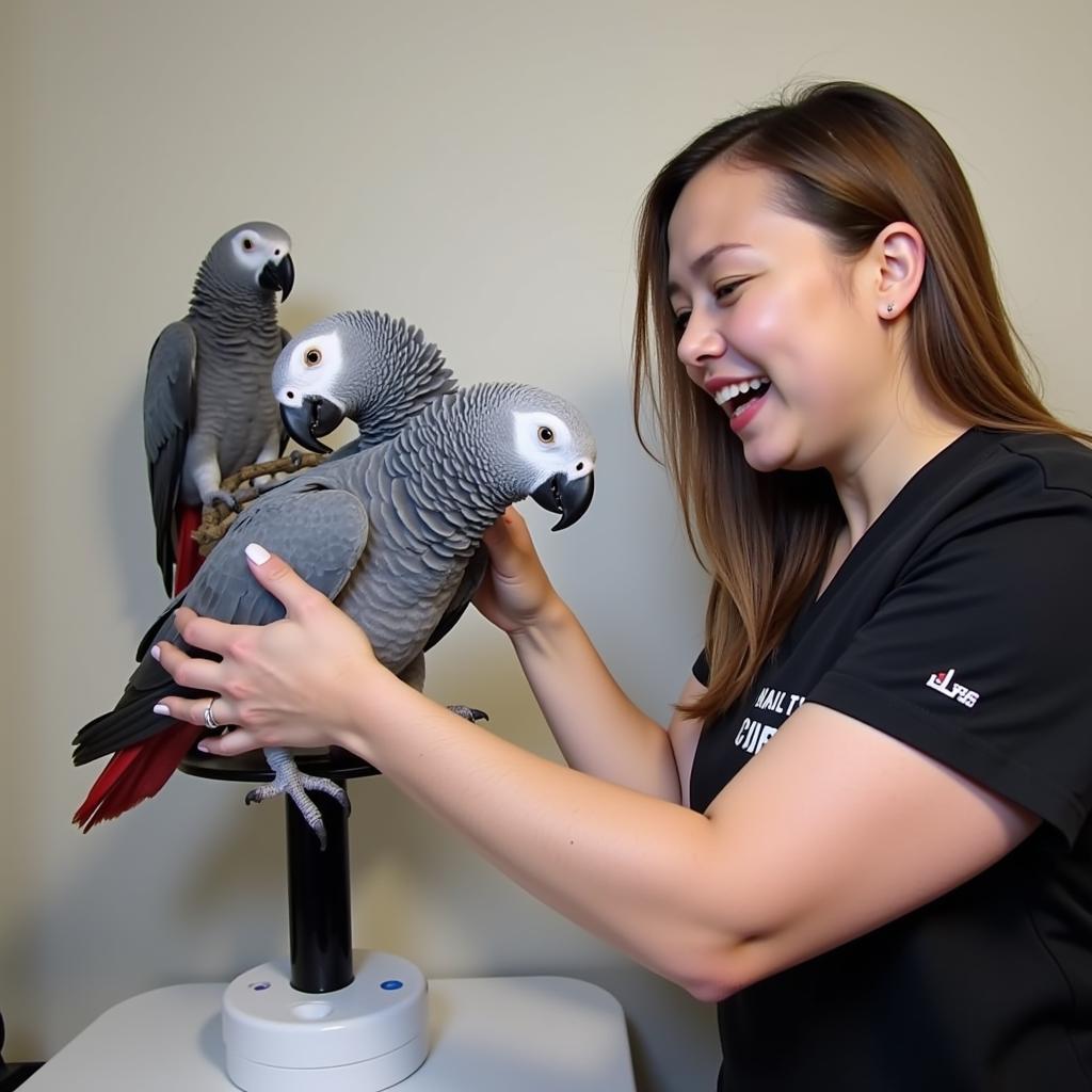 A veterinarian examining an African Grey parrot while its mate looks on.